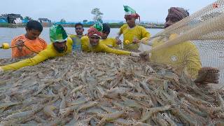 Jumlah Besar Memanen Udang Dalam [upl. by Nanni]