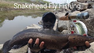 Fly Fishing  Snakehead On The Fly 가물치 플라이낚시 [upl. by Ahsieyk769]