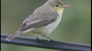 Hypolaïs polyglotte  Melodious Warbler  Orpheusspötter  Hippolais polyglotta [upl. by Anatnahs]