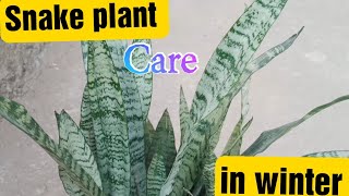 🪴 Snake plant care in winter 🪴 [upl. by Gnohc20]