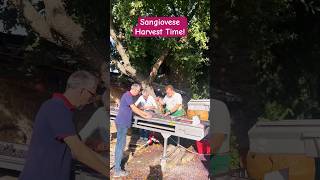 Beautiful Tuscany Montalcino Harvest Time italy travel wine tuscany celebrity [upl. by Inahs76]