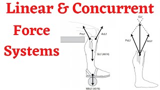 Biomechanics Translatory Motion In Linear And Concurrent Force Systems [upl. by Aztilem]