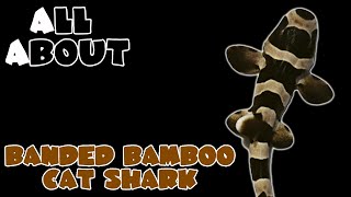 All About The Banded Bamboo Cat Shark [upl. by Farrah]