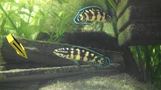 Julidochromis marlieri Gombe pair with fry [upl. by Notluf993]