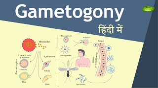 Gametogony in Plasmodium in Hindi  Malaria Transmission  Basic Science Series [upl. by Ornstead34]