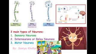 3 Main Types of Neurons Sensory Neurons Interneurons Relay Neurons and Motor Neurons [upl. by Llehsram]