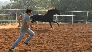 HORSE LOVE 💕  Running with a MARWARI HORSE  COLT SIDDHARTHA  Royal Marwari Stud Farm [upl. by Yeo630]