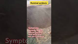 Ruminal acidosisacidosisrumanabomesumbuffalofarminginpakistanveterinaryclinicanimals [upl. by Woll]