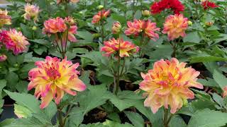 Planter les dahlias [upl. by Sybil]