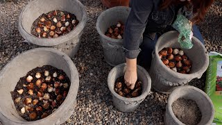 Planting 24 GORGEOUS Containers with Bulbs  Tips to Get Them to Survive Winter 🌷🌷🌷 Garden Answer [upl. by Dorfman]