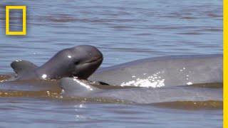 Endangered River Dolphin Species’ Numbers On the Rise  National Geographic [upl. by Lednahs]