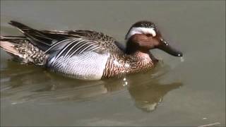 Garganey 3 [upl. by Eram]