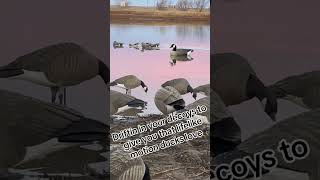 quickcoy waterfowlers waterfowl waterfowlhunter waterfowling waterfowltok [upl. by Nahgiem345]