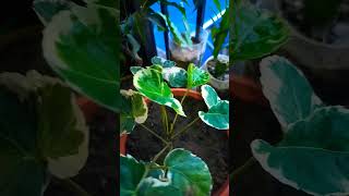 Araliaplantgarden beautifulgardening trending youtubeshorts [upl. by Ahsataj]