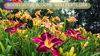 Boost Your Daylily Blooms with Fertilizer [upl. by Sucy]