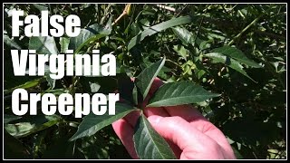 False Virginia Creeper Parthenocissus vitacea Idaho Native  Ninja Gardening  Episode 32 [upl. by Eraste]