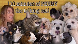 110 minutes of PENNY THE TALKING CAT [upl. by Burwell414]