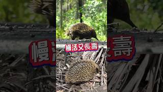 針鼴｜奇特的哺乳類：針鼴科的小秘密。🦔針鼴一樣嗎？ echidna 😜精采片尾 [upl. by Jakie198]