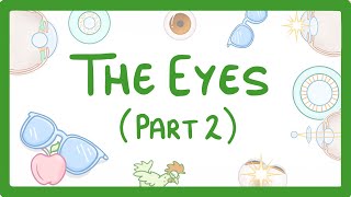 GCSE Biology  How the Eye Works Part 2  Accommodation 32 [upl. by Robers]