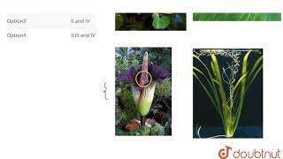 Select the plants pollinated by water I Water hyacinth II Zostera III Amorphophallus IV [upl. by Studner982]