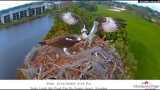 Moorings Park Osprey 12 02 2024 3  Harry z rybą Sally zabrała i poleciała [upl. by Olsewski]