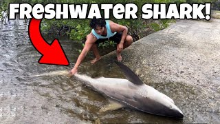 GIANT SHARK Caught in FRESHWATER Canal [upl. by Zwick]