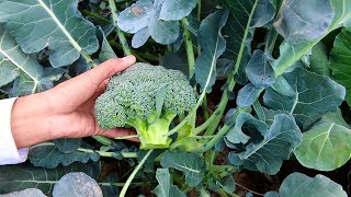 Home garden ma Broccoli  Growing and Care  UrduHindi [upl. by Feriga]