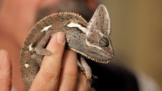 6 Care Tips for Chameleons  Pet Reptiles [upl. by Ken]