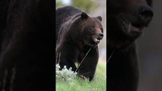 Grizzly Bear Charge CloseupsWildlife PhotographyJacksonTetonsYellowstone best nature shorts [upl. by Blasien]