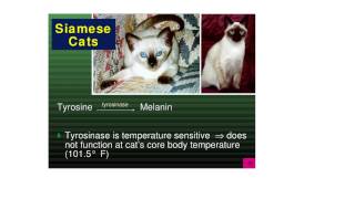 Thermoregulation1General Introduction [upl. by Iahs50]