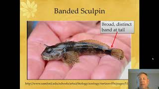 Ichthyology Lecture 32  KY Families  Sculpins [upl. by Gide]