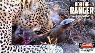 Male Leopard Eats ENTIRE Newborn Nyala 😲🐆 [upl. by Safko185]