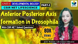 ANTERIORPOSTERIOR AXIS FORMATION IN DROSOPHILA PART2  CSIR NET DEVELOPMENTAL BIOLOGY [upl. by Anom778]