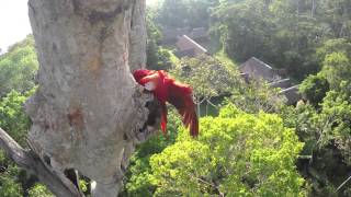 Macaw Nest  Behind the Scenes  Anthem for the Amazon [upl. by Butte]