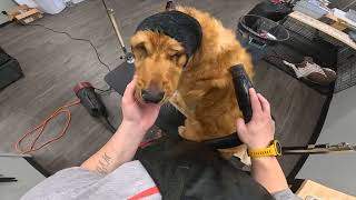 2024 FREE Golden Retriever Groom [upl. by Solraced]