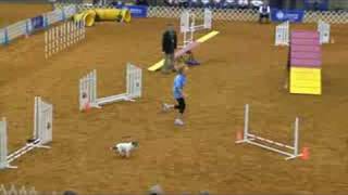 AKC National Agility Championship Finals Parson Russell [upl. by Tabitha]