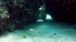 Biggest Moray Eel Ive Ever Seen [upl. by Ide]