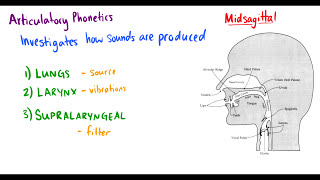 Introduction to Linguistics Phonetics and Basics of Transcription [upl. by Newo360]