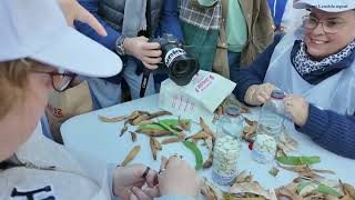 Concours décossage Haricots de Soissons Pierre Lenoble report [upl. by Flemings]