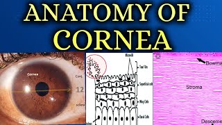 ANATOMY OF CORNEA made easy [upl. by Simdars]