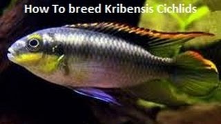 How To breed Kribensis Cichlids [upl. by Gavini942]