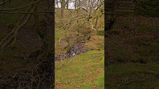 An autumn walk through leafless trees over farm bridges beside a murmuring stream in nature [upl. by Ayekan998]