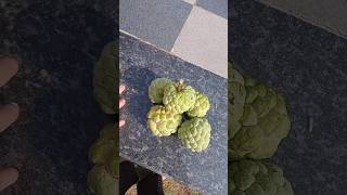 custard apple fruit gardening harvesting gardeningplants myfarming food trendingshorts [upl. by Karmen]