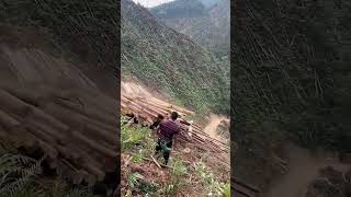 The process of pushing felled pine down the mountain [upl. by Akihsar590]