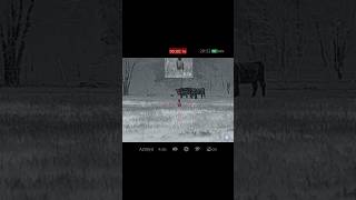 NEW IRAY RICO MK2 LRF RL42R 384 Series Thermal Scope and Big Male Coyote [upl. by Bina]