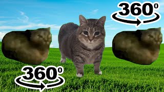 oiiaoiia spinning cat will chase you 360º video [upl. by Race44]