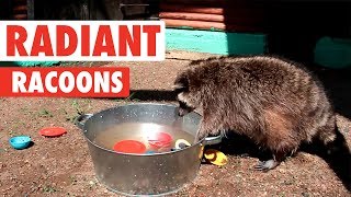 Radiant Raccoons  Funny Raccoon Video Compilation 2017 [upl. by Willette]