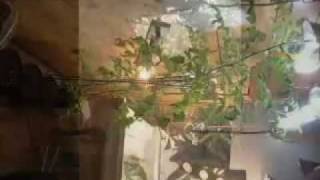 8 FT INDOOR CHERRY TOMATO PLANTS VIDEO COCO COIR GROW AEROGARDEN HYDROPONIC [upl. by Renaldo720]