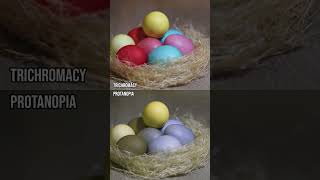 How do those with colour blindness perceive easter eggsShorts ColourBlind ColorBlind [upl. by Ecyob]