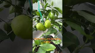 Growing mandarins in the UK [upl. by Ozen]